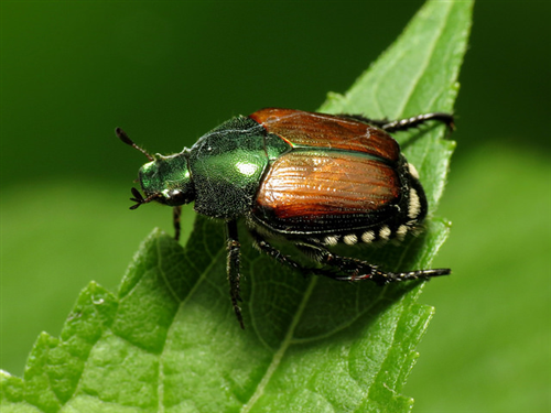 Il coleottero scarabeide del Giappone